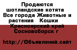 Продаются шотландские котята - Все города Животные и растения » Кошки   . Красноярский край,Сосновоборск г.
